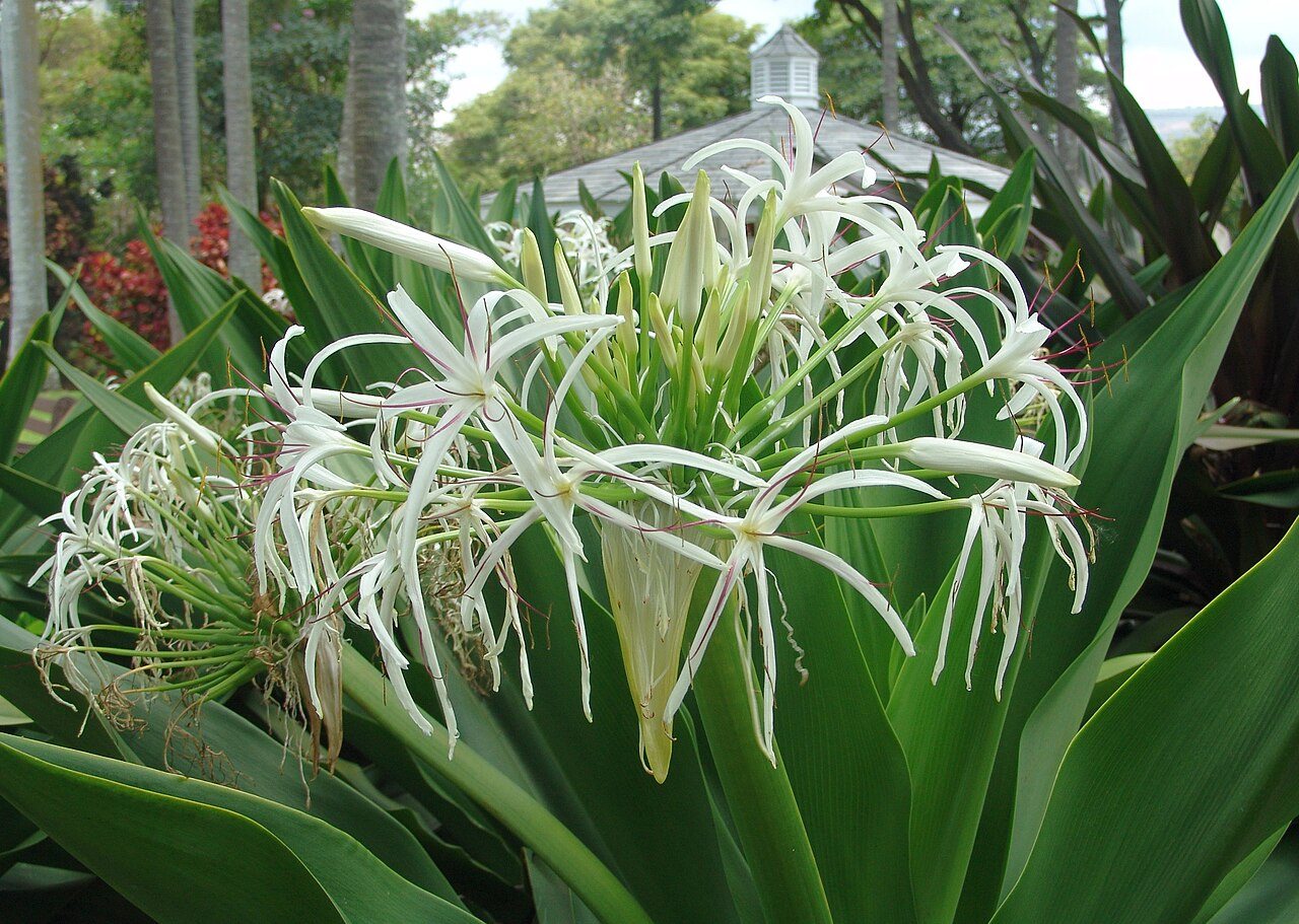 Foster Botanical Garden Oahu Hawaii