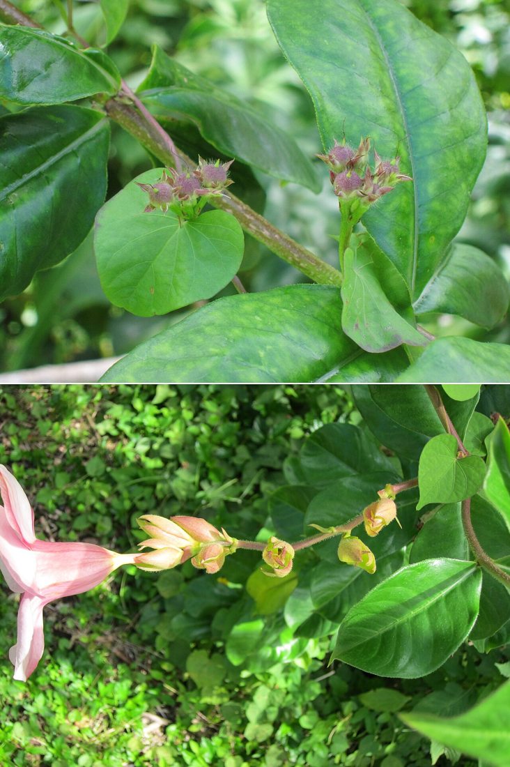 Allamanda blanchetii (Purple allamanda), Ho'omaluha Botanical Garden, Oahu, Hawaii