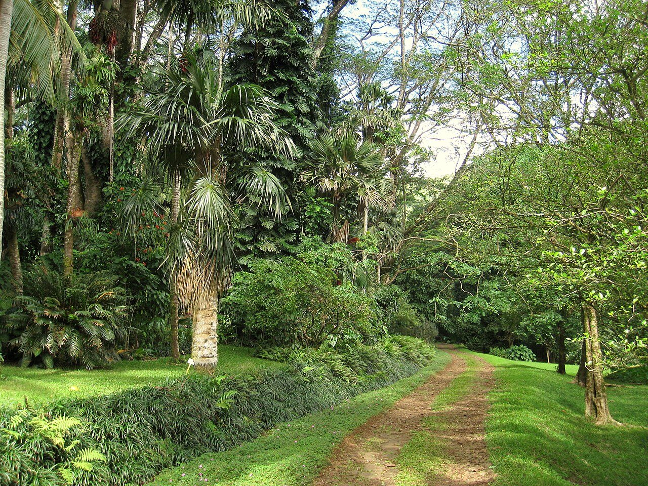 Trail in Lyon Arboretum, Oahu, Hawaii, USA.