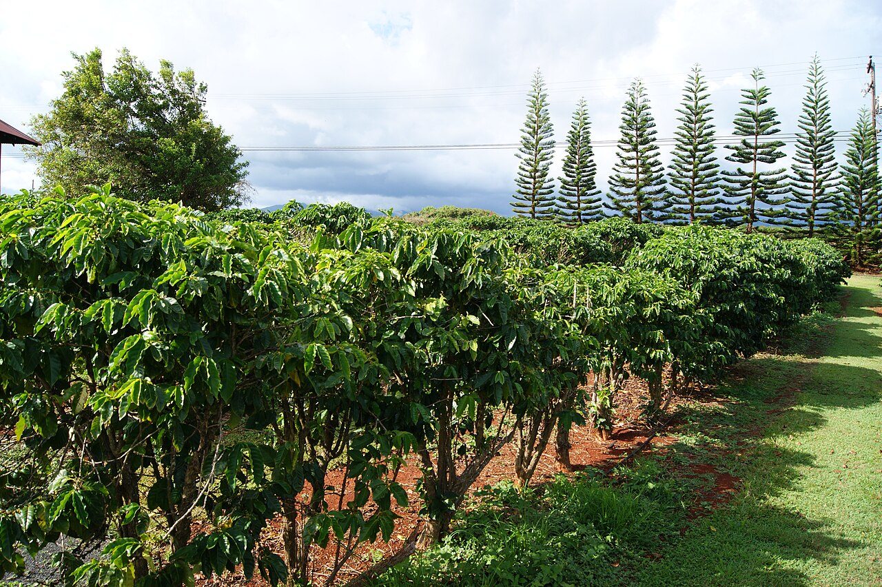 Coffee Kauai 2.JPG