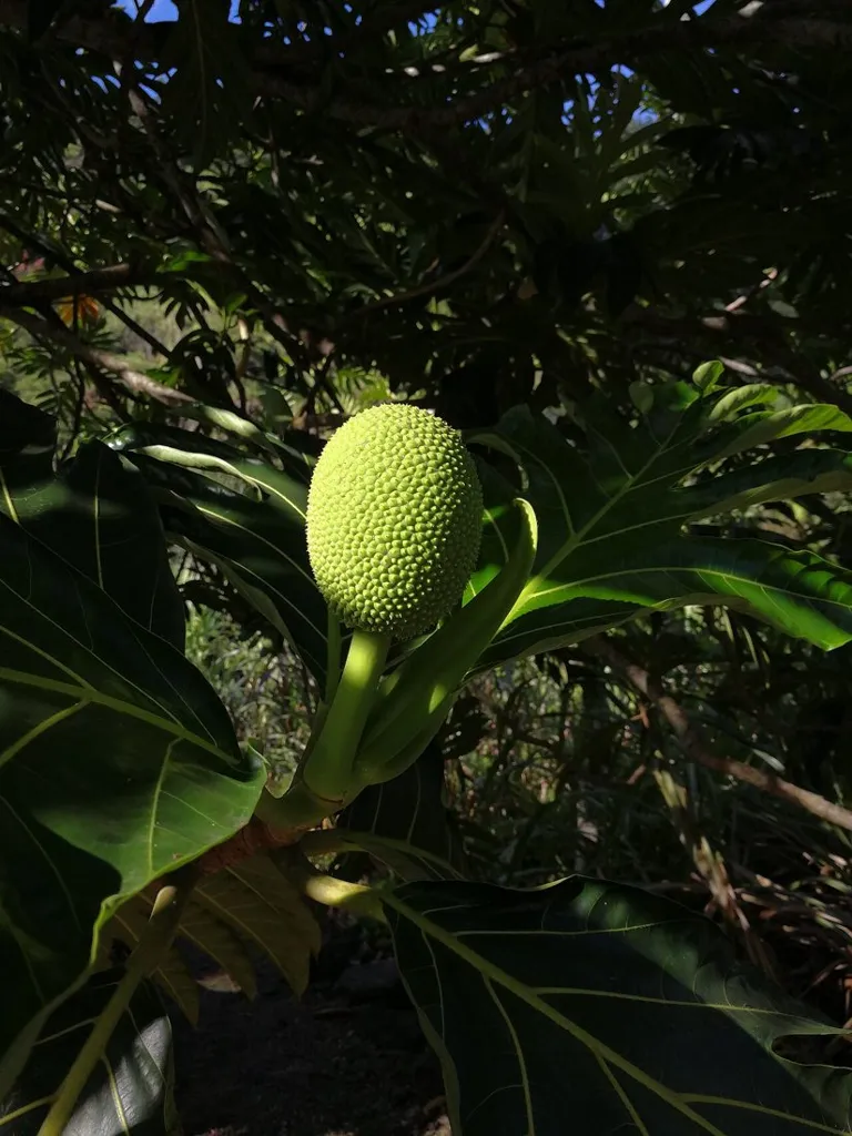 Waimea Valley (Oahu, Hawaii)