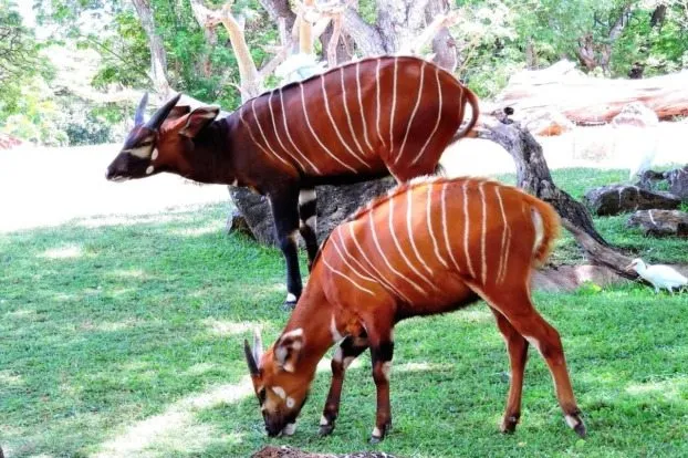 Honolulu Zoo — official source image